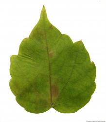 Leaves